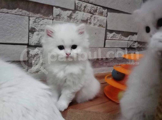 Efsane Güzelli̇kte Bri̇ti̇sh Yavrulari Vonalp Pet Garanti̇si̇yle