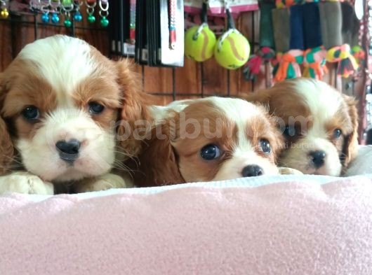 En Asil Irk Cavalier King Charles Spaniel