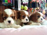 En Asil Irk Cavalier King Charles Spaniel