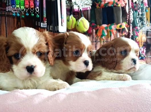En Asil Irk Cavalier King Charles Spaniel görsel