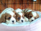 En Asil Irk Cavalier King Charles Spaniel
