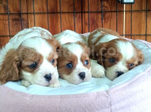 En Asil Irk Cavalier King Charles Spaniel görsel