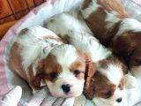En Asil Irk Cavalier King Charles Spaniel
