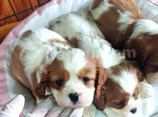 En Asil Irk Cavalier King Charles Spaniel görsel