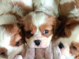 En Asil Irk Cavalier King Charles Spaniel
