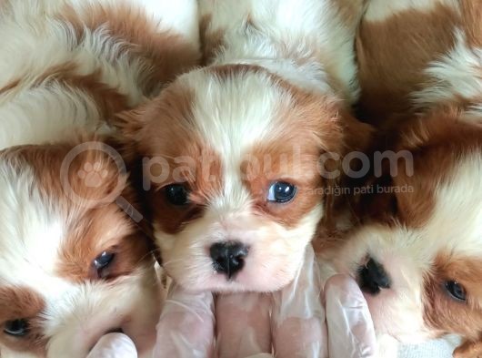 En Asil Irk Cavalier King Charles Spaniel görsel