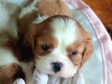 En Asil Irk Cavalier King Charles Spaniel