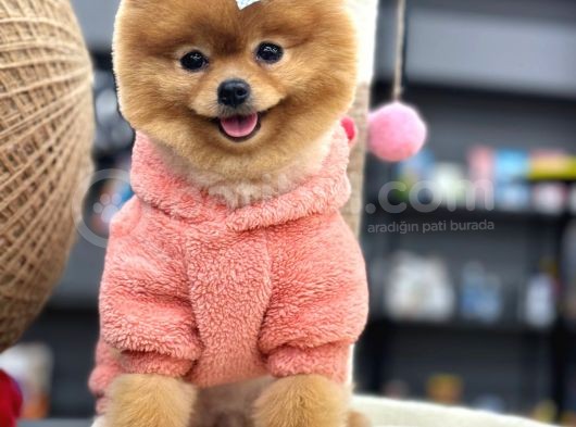 Teddy Surat Yeti̇şki̇n Güzeller Güzeli̇ Kizimiz