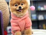 Teddy Surat Yeti̇şki̇n Güzeller Güzeli̇ Kizimiz