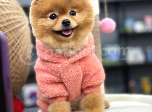 Teddy Surat Yeti̇şki̇n Güzeller Güzeli̇ Kizimiz görsel