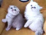 VONALP PET GARANTILI BRİTİSH  SHORTHAİR YAVRULARI
