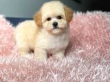 Üst Kalite Baby Face Maltipoo Yavrum