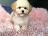 Üst Kalite Baby Face Maltipoo Yavrum