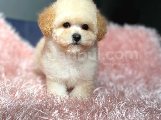 Üst Kalite Baby Face Maltipoo Yavrum