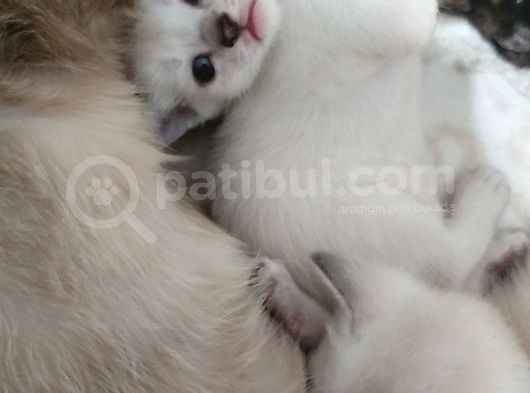 Beyaz Atlı Prenses Ve Prensler görsel