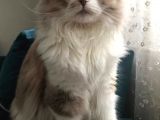 Kisirlaştirilmiş Ve Chi̇pli̇ 5 Yaşinda Prenses Long Hair