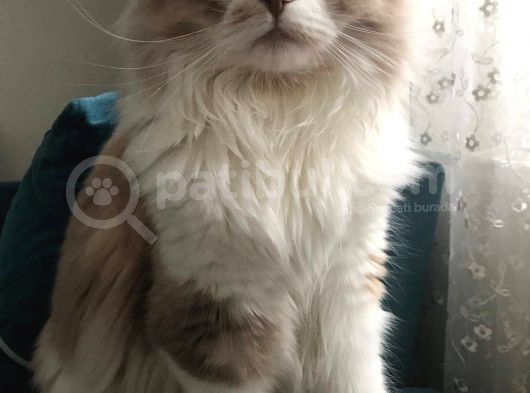Kisirlaştirilmiş Ve Chi̇pli̇ 5 Yaşinda Prenses Long Hair görsel