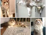 KISIRLAŞTIRILMIŞ VE CHİPLİ 5 YAŞINDA PRENSES LONG HAIR