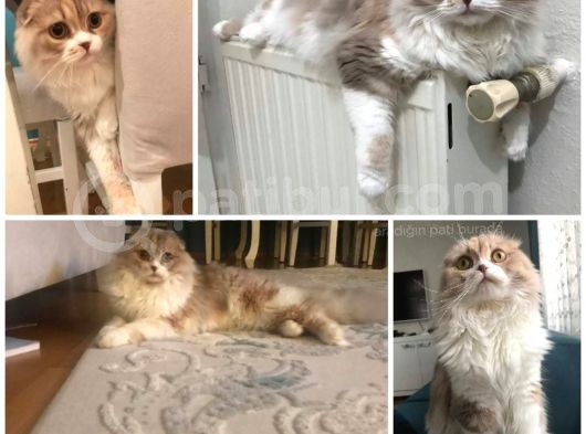 Kisirlaştirilmiş Ve Chi̇pli̇ 5 Yaşinda Prenses Long Hair