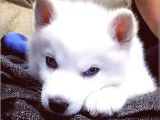 Kar beyaz safkan husky