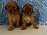 Wc Eğitimli Akıllı Toy Poodle Bebeklerim