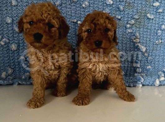 Wc Eğitimli Akıllı Toy Poodle Bebeklerim görsel
