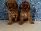 Wc eğitimli akıllı toy poodle bebeklerim