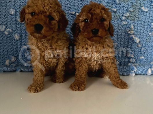 Wc Eğitimli Akıllı Toy Poodle Bebeklerim