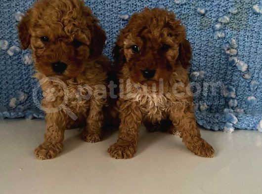 Wc Eğitimli Akıllı Toy Poodle Bebeklerim görsel