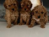 Toy poodle miniklerim ailesini bekliyor