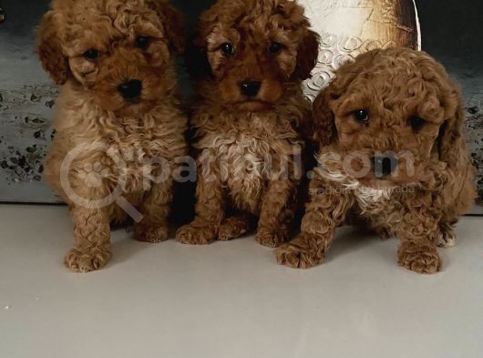 Toy Poodle Miniklerim Ailesini Bekliyor