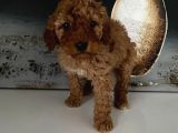 Safkan Toy Poodle Bebeklerim