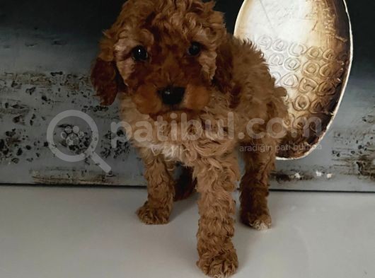 Safkan Toy Poodle Bebeklerim görsel