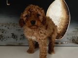 Safkan Toy Poodle Bebeklerim