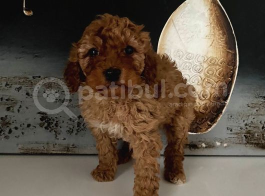 Safkan Toy Poodle Bebeklerim görsel