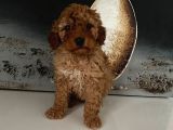 Safkan Toy Poodle Bebeklerim