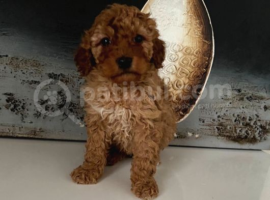 Safkan Toy Poodle Bebeklerim