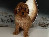 Safkan Toy Poodle Bebeklerim