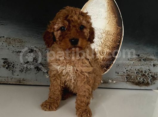 Safkan Toy Poodle Bebeklerim görsel