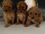 Toy Poodle Miniklerim Ailesini Bekliyor