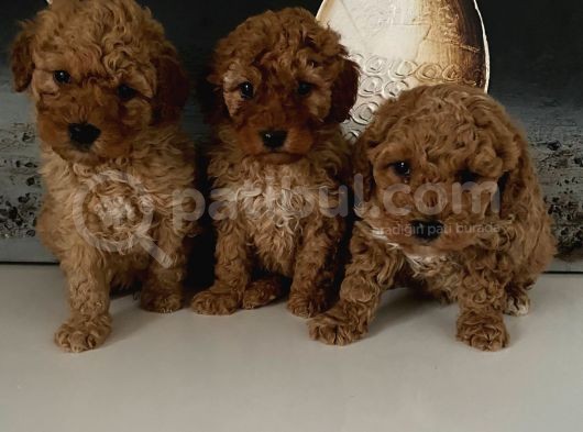 Toy Poodle Miniklerim Ailesini Bekliyor görsel