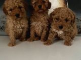 Toy Poodle Miniklerim Ailesini Bekliyor
