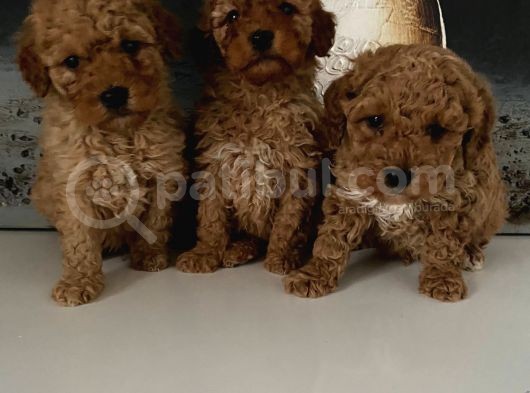 Toy Poodle Miniklerim Ailesini Bekliyor görsel