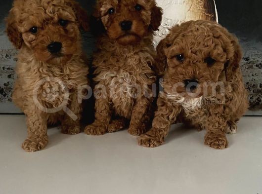 Toy Poodle Miniklerim Ailesini Bekliyor görsel