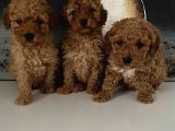 Toy Poodle Miniklerim Ailesini Bekliyor