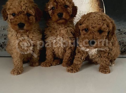 Toy Poodle Miniklerim Ailesini Bekliyor görsel