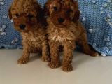 Wc Eğitimli Akıllı Toy Poodle Bebeklerim