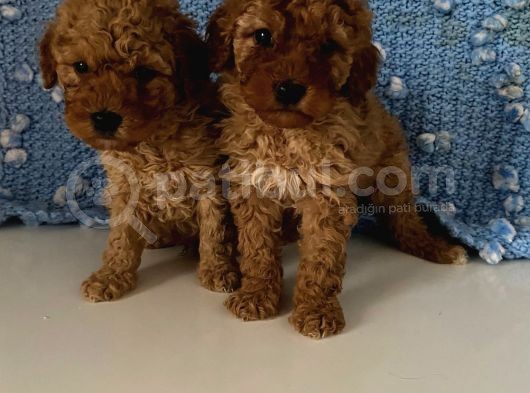 Wc Eğitimli Akıllı Toy Poodle Bebeklerim görsel