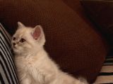 3 Aylik British Shorthair Lynxpoint Yavru