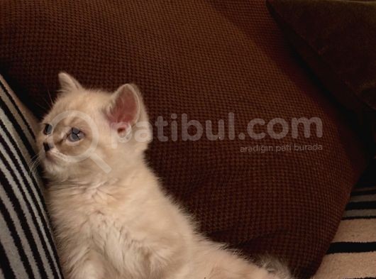 3 Aylik British Shorthair Lynxpoint Yavru görsel